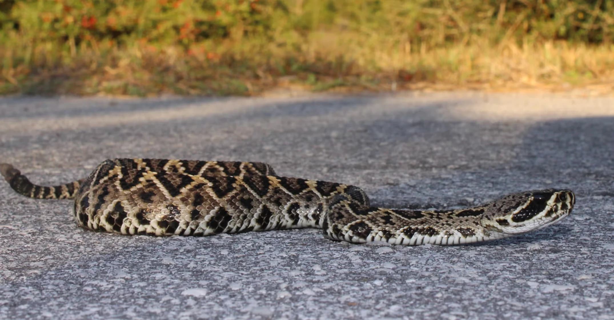 Fast snake removal Central Florida